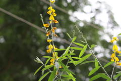 Crotalaria juncea